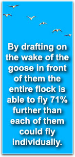 By drafting on the wake of the goose in front of them the entire flock is able to fly 71% further than each of them could fly individually