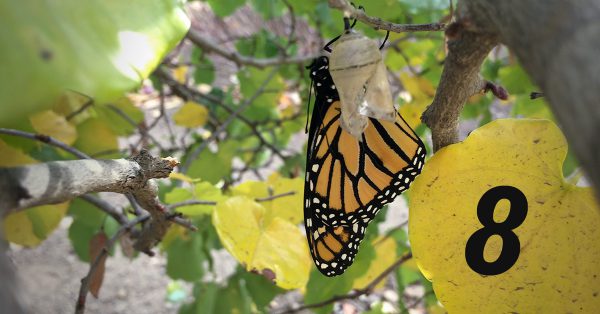 Transition 8: The Transformed Life